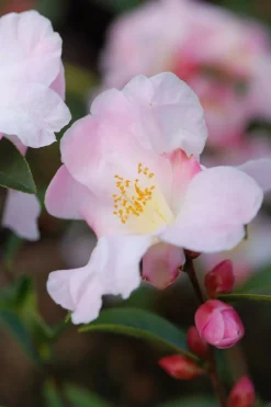 Roué Pépinières Plantes De Terre De Bruyère | ROUÉ PÉPINIÈRES - Camélia 'fairy blush' - en pot de 2 litres