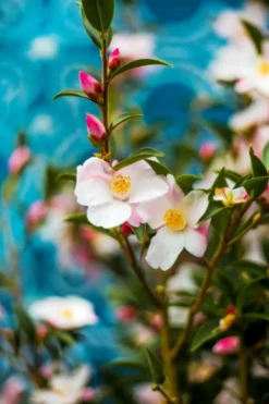 Roué Pépinières Plantes De Terre De Bruyère | ROUÉ PÉPINIÈRES - Camélia 'fairy blush' - en pot de 2 litres