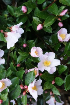 Roué Pépinières Plantes De Terre De Bruyère | ROUÉ PÉPINIÈRES - Camélia 'fairy blush' - en pot de 2 litres
