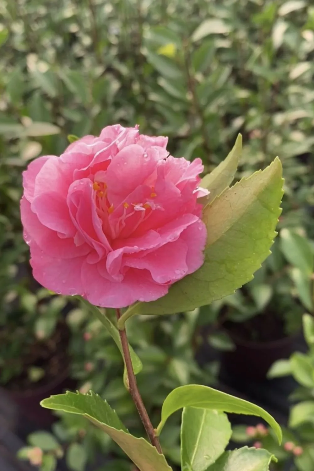 Roué Pépinières ROUÉ PÉPINIÈRES - Camélia fragrant joy - en pot de 2 litres