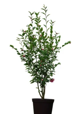 Roué Pépinières ROUÉ PÉPINIÈRES - Camélia fragrant joy - en pot de 5 litres Online