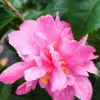 Roué Pépinières Plantes De Terre De Bruyère | ROUÉ PÉPINIÈRES - Camélia 'fragrant pink' - en pot de 5 litres