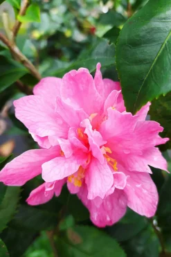 Roué Pépinières Plantes De Terre De Bruyère | ROUÉ PÉPINIÈRES - Camélia 'fragrant pink' - en pot de 5 litres
