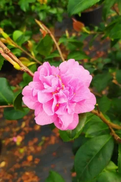 Roué Pépinières Plantes De Terre De Bruyère | ROUÉ PÉPINIÈRES - Camélia 'fragrant pink' - en pot de 5 litres
