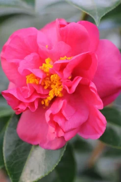 Roué Pépinières Plantes De Terre De Bruyère | ROUÉ PÉPINIÈRES - Camélia 'fragrant pink' - en pot de 5 litres