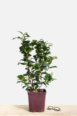 Roué Pépinières ROUÉ PÉPINIÈRES - Camélia 'gwenneth morey' - en pot de 1 litre Online