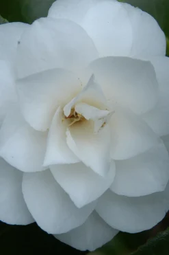 Roué Pépinières Plantes De Terre De Bruyère | ROUÉ PÉPINIÈRES - Camélia 'jean paul ii' - en pot de 1 litre