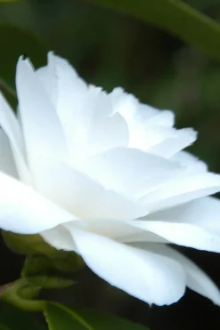 Roué Pépinières Plantes De Terre De Bruyère | ROUÉ PÉPINIÈRES - Camélia 'jean paul ii' - en pot de 1 litre