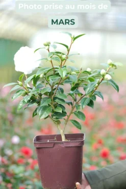 Roué Pépinières Plantes De Terre De Bruyère | ROUÉ PÉPINIÈRES - Camélia 'jean paul ii' - en pot de 1 litre