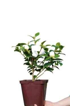 Roué Pépinières ROUÉ PÉPINIÈRES - Camélia 'jean paul ii' - en pot de 4 litres New