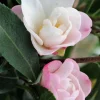 Roué Pépinières Plantes De Terre De Bruyère | ROUÉ PÉPINIÈRES - Camélia 'jennifer' - en pot de 4 litres