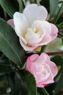 Roué Pépinières Plantes De Terre De Bruyère | ROUÉ PÉPINIÈRES - Camélia 'jennifer' - en pot de 4 litres