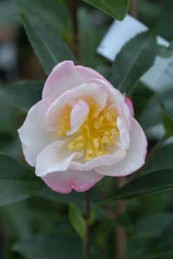 Roué Pépinières Plantes De Terre De Bruyère | ROUÉ PÉPINIÈRES - Camélia 'jennifer' - en pot de 4 litres