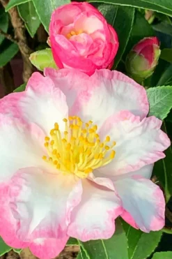 Roué Pépinières Plantes De Terre De Bruyère | ROUÉ PÉPINIÈRES - Camélia 'jennifer' - en pot de 4 litres