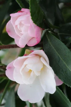 Roué Pépinières Plantes De Terre De Bruyère | ROUÉ PÉPINIÈRES - Camélia 'jennifer' - en pot de 4 litres