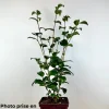 Roué Pépinières ROUÉ PÉPINIÈRES - Camélia 'mary williams' - en pot de 1 litre Best
