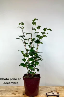 Roué Pépinières ROUÉ PÉPINIÈRES - Camélia 'mary williams' - en pot de 1 litre Best