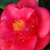 Roué Pépinières Plantes De Terre De Bruyère | ROUÉ PÉPINIÈRES - Camélia 'red fellow' - en pot de 1 litre