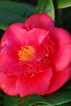 Roué Pépinières Plantes De Terre De Bruyère | ROUÉ PÉPINIÈRES - Camélia 'red fellow' - en pot de 1 litre