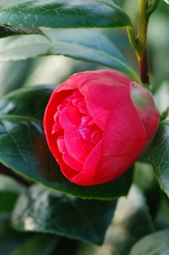 Roué Pépinières Plantes De Terre De Bruyère | ROUÉ PÉPINIÈRES - Camélia 'red fellow' - en pot de 1 litre