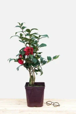 Roué Pépinières Plantes De Terre De Bruyère | ROUÉ PÉPINIÈRES - Camélia 'takanini' - en pot de 1 litre