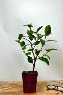 Roué Pépinières ROUÉ PÉPINIÈRES - Camélia 'tammia' - en pot de 1 litre