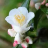 Roué Pépinières ROUÉ PÉPINIÈRES - Camélia 'transnokoensis' - en pot de 2 litres New
