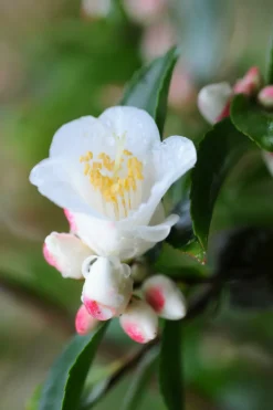 Roué Pépinières ROUÉ PÉPINIÈRES - Camélia 'transnokoensis' - en pot de 2 litres New