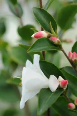 Roué Pépinières ROUÉ PÉPINIÈRES - Camélia 'transnokoensis' - en pot de 2 litres New
