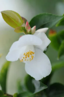 Roué Pépinières ROUÉ PÉPINIÈRES - Camélia 'transnokoensis' - en pot de 2 litres New