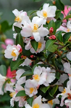 Roué Pépinières ROUÉ PÉPINIÈRES - Camélia 'transnokoensis' - en pot de 2 litres New
