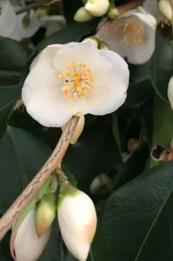 Roué Pépinières ROUÉ PÉPINIÈRES - Camélia 'tsaii' - en pot de 2 litres Sale