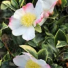 Roué Pépinières ROUÉ PÉPINIÈRES - Camélia 'variegata ' - en pot de 4 litres Best