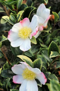 Roué Pépinières ROUÉ PÉPINIÈRES - Camélia 'variegata ' - en pot de 4 litres Best