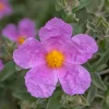 Roué Pépinières Plantes De Bassin | ROUÉ PÉPINIÈRES - Ciste 'silver pink' - en pot de 3 litres