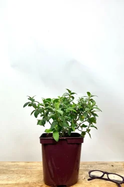 Roué Pépinières Plantes De Bassin | ROUÉ PÉPINIÈRES - Ciste 'silver pink' - en pot de 3 litres