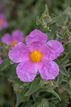 Roué Pépinières Plantes De Bassin | ROUÉ PÉPINIÈRES - Ciste 'silver pink' - en pot de 3 litres