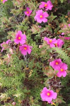 Roué Pépinières Plantes De Bassin | ROUÉ PÉPINIÈRES - Ciste 'silver pink' - en pot de 3 litres