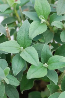Roué Pépinières Plantes De Bassin | ROUÉ PÉPINIÈRES - Ciste 'silver pink' - en pot de 3 litres