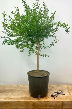 Roué Pépinières ROUÉ PÉPINIÈRES - Citron caviar finger lime' - en pot de 5 litres Outlet