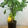 Roué Pépinières ROUÉ PÉPINIÈRES - Citronnier des 4 saisons - en pot de 5 litres Hot