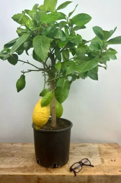 Roué Pépinières ROUÉ PÉPINIÈRES - Citronnier des 4 saisons - en pot de 5 litres Hot