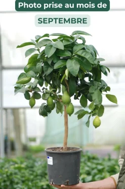 Roué Pépinières ROUÉ PÉPINIÈRES - Citronnier des 4 saisons - en pot de 5 litres Hot