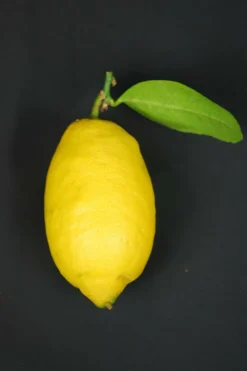 Roué Pépinières ROUÉ PÉPINIÈRES - Citronnier des 4 saisons - en pot de 5 litres Hot