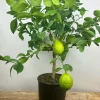 Roué Pépinières ROUÉ PÉPINIÈRES - Citronnier meyer' - en pot de 5 litres Outlet
