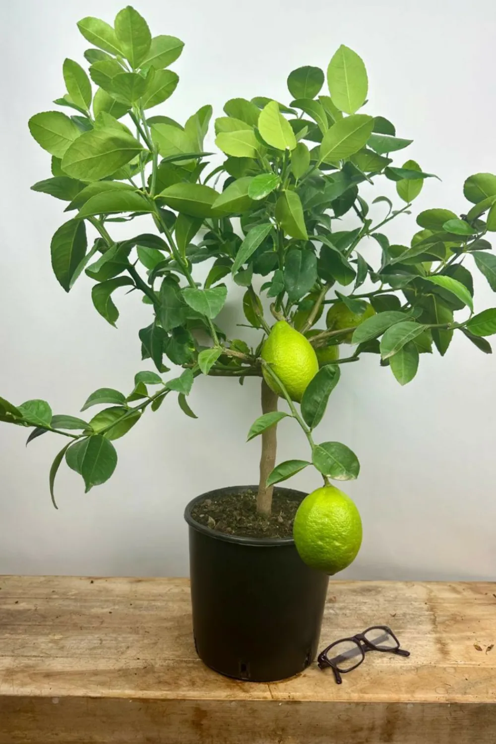 Roué Pépinières ROUÉ PÉPINIÈRES - Citronnier meyer' - en pot de 5 litres Outlet