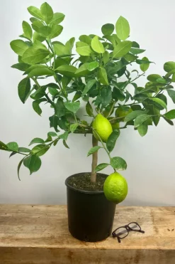 Roué Pépinières ROUÉ PÉPINIÈRES - Citronnier meyer' - en pot de 5 litres Outlet