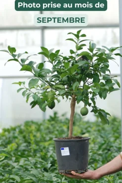 Roué Pépinières ROUÉ PÉPINIÈRES - Citronnier meyer' - en pot de 5 litres Outlet