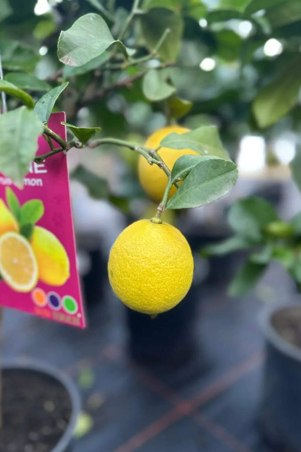Roué Pépinières ROUÉ PÉPINIÈRES - Citronnier meyer' - en pot de 5 litres Outlet