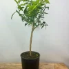 Roué Pépinières Petits Fruits | ROUÉ PÉPINIÈRES - Citronnier yuzu' - en pot de 5 litres
